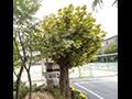 용현동 버즘나무 썸네일 이미지
