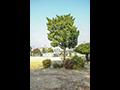 숭의동 느티나무 썸네일 이미지