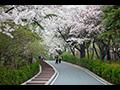 수봉산 벚꽃 썸네일 이미지