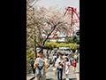 2003년 수봉 근린공원 벚꽃 축제 썸네일 이미지