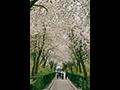 수봉 근린공원 2003년 벚꽃 썸네일 이미지