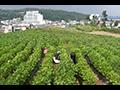 참 좋은 콩 세상 만들기 특화사업 콩 재배 썸네일 이미지